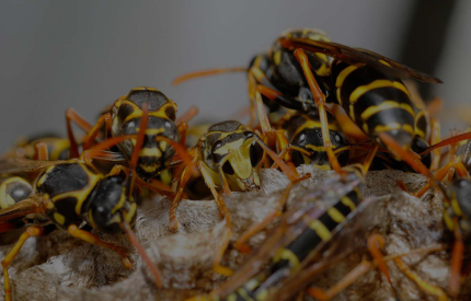 Wasp-Control